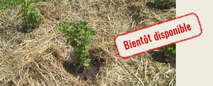 formation jardin
